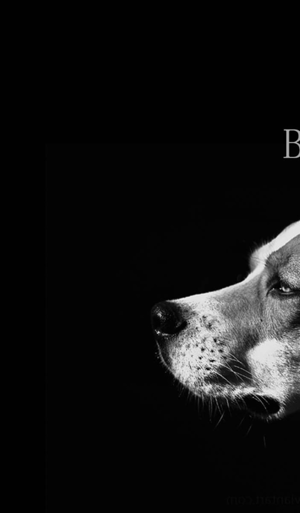 Собака породы бигль, чёрно-белая картинка