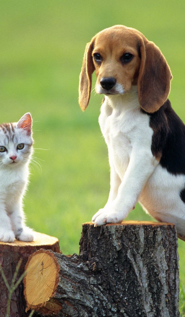 Собака породы бигль и котёнок