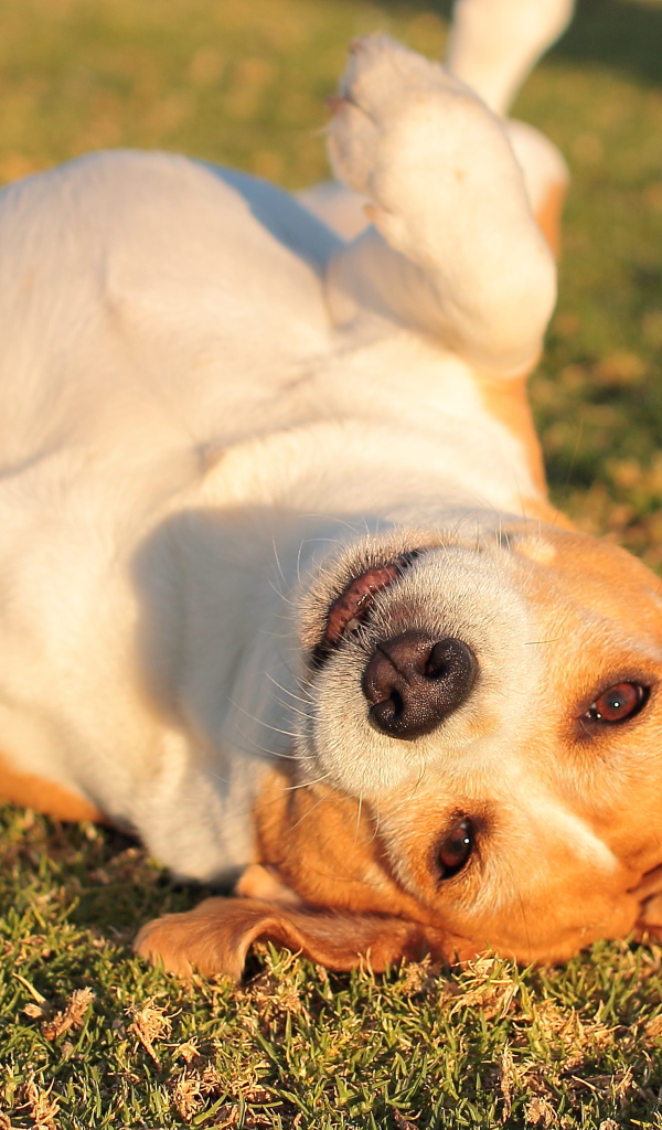 Собака породы бигль развалилась на траве