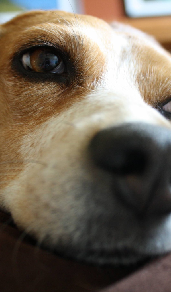 Собака породы бигль мечтает о косточке