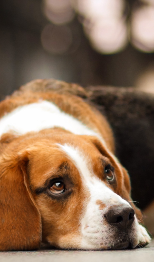 Собака породы бигль мечтает о чём-то