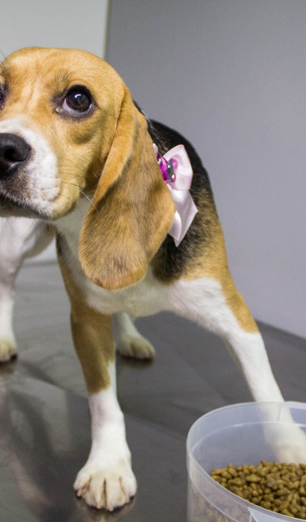 Собака породы бигль собирается поесть