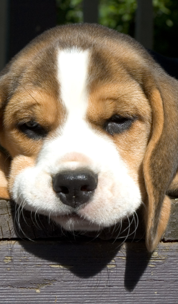 Собака породы бигль грустит