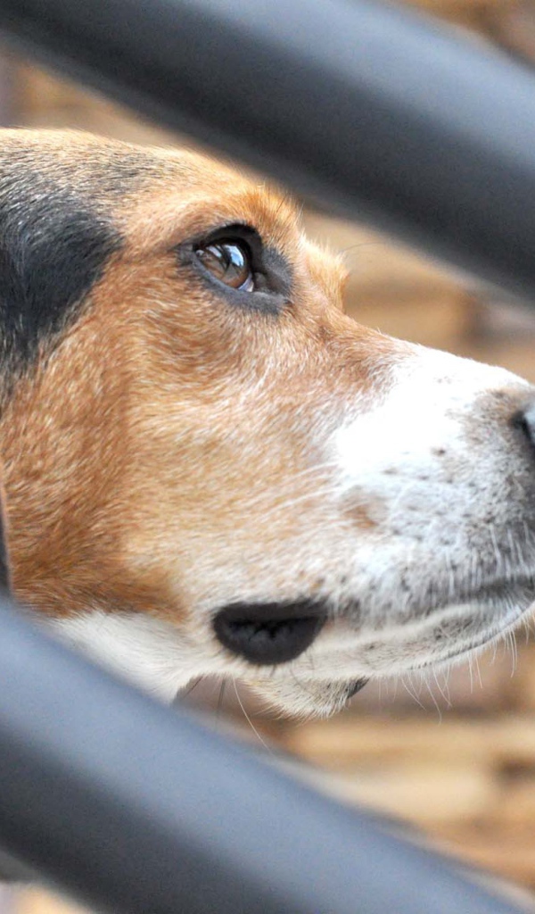 Собака породы бигль о чём-то задумалась