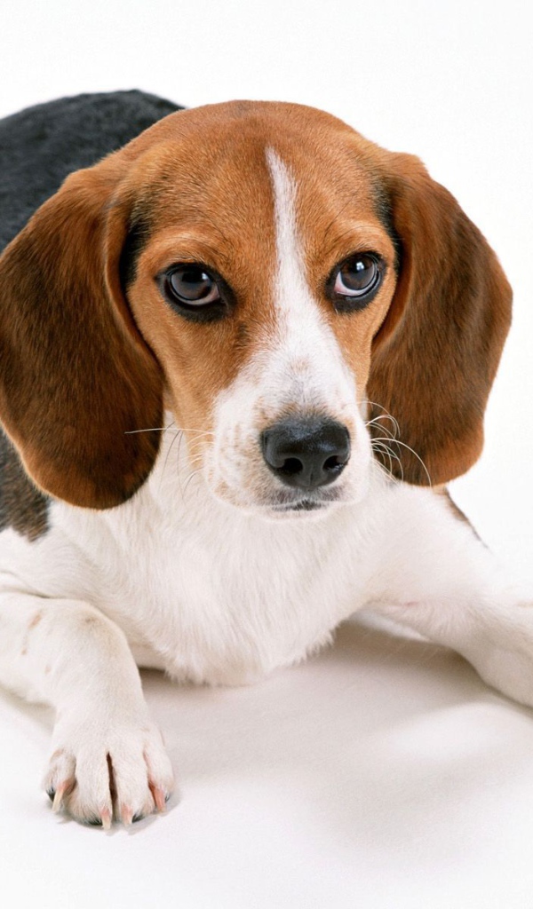 Собака породы бигль лежит на белом фоне