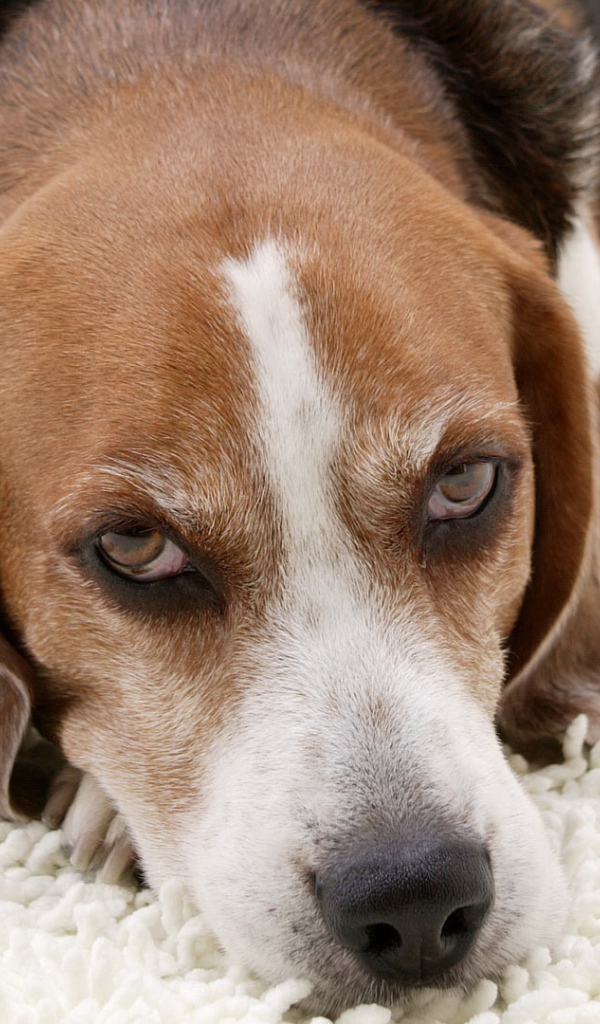 Собака породы бигль лежит на белом ковре