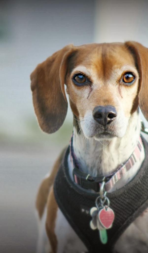 Собака породы бигль на поводке