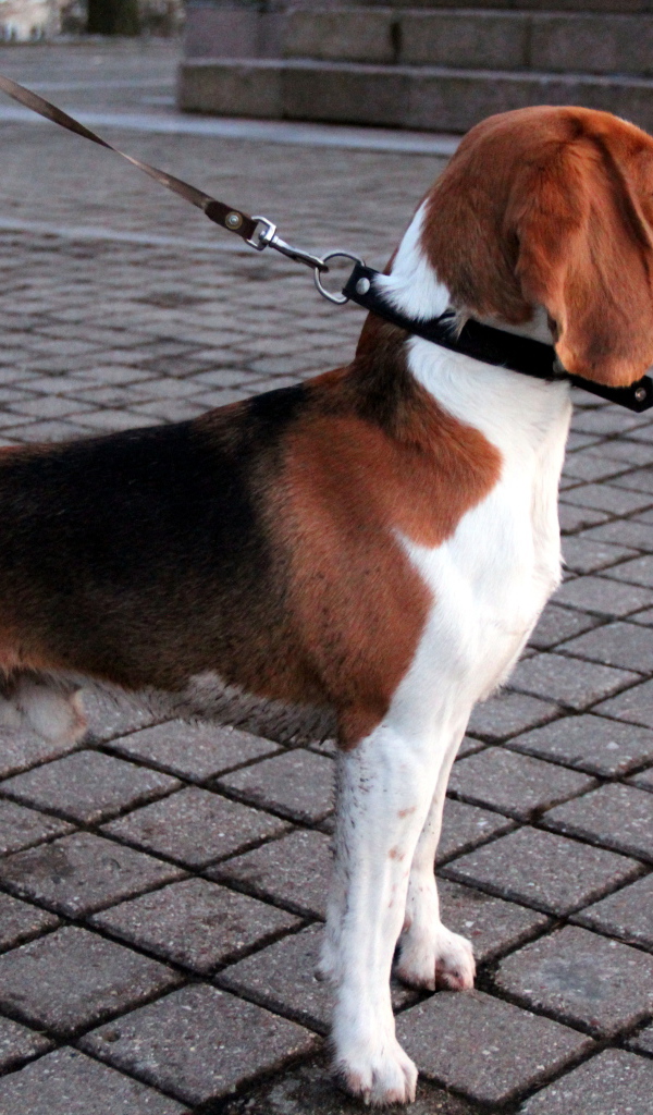 Собака породы бигль на тротуаре