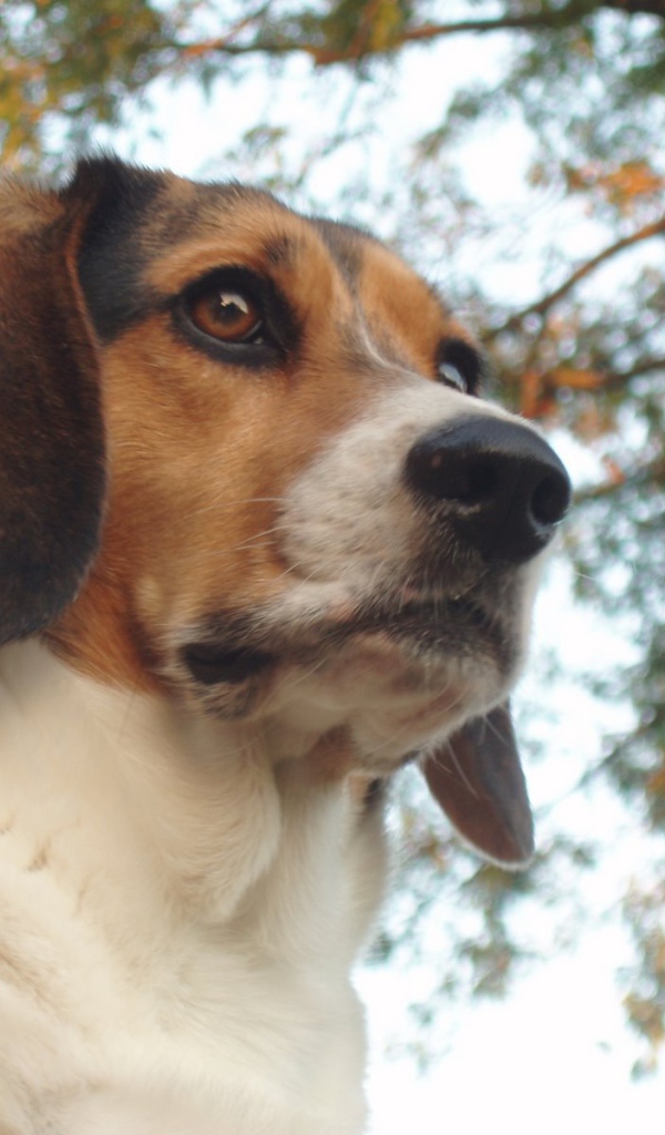 Beagle dog on wood background