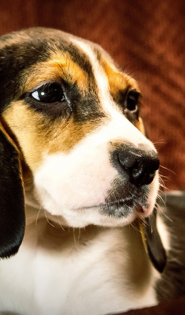 Портрет собаки породы бигль на коричневом фоне