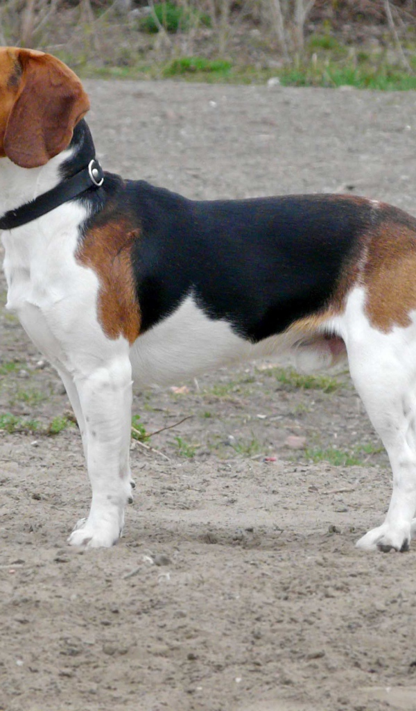 Собака породы бигль кого-то увидела