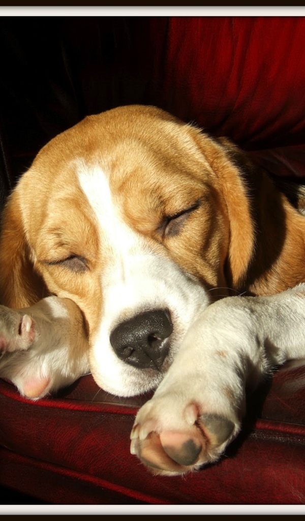 Собака породы бигль спит на бордовом диване