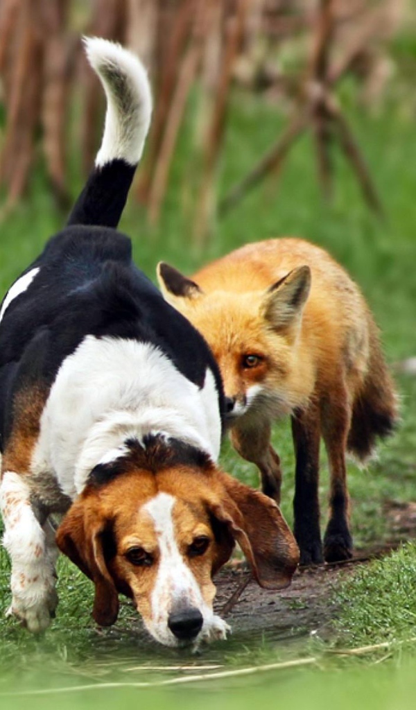 Собака породы бигль неправильно взяла след