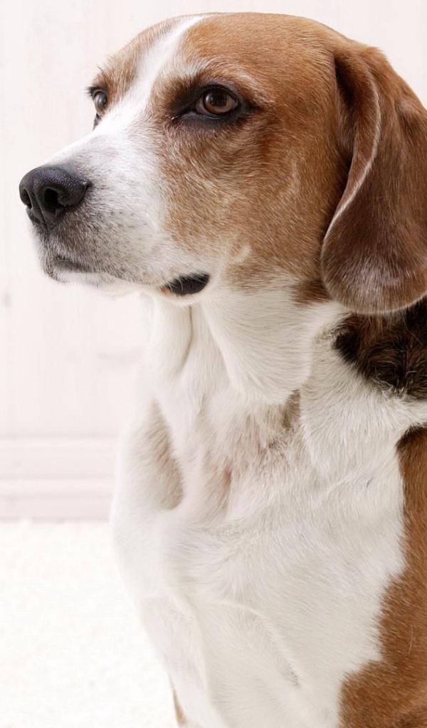 Собака породы бигль ждёт команду