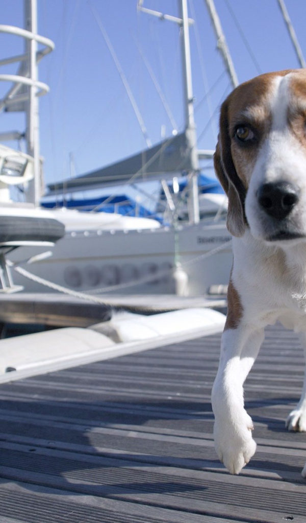 Собака породы бигль идёт по мостику