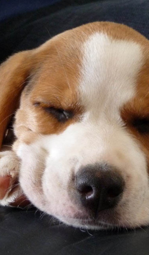 Собака породы бигль смотрит десятый сон на кресле