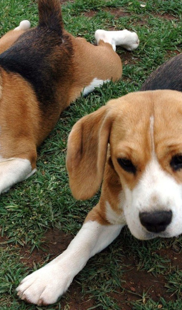 Собаки породы бигль отдыхают на траве