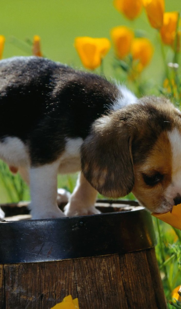 Beagle puppy smelling a flower