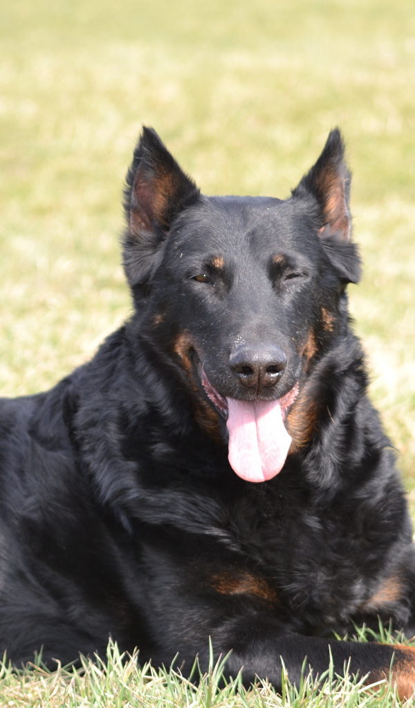 Собака босерон и её щенки