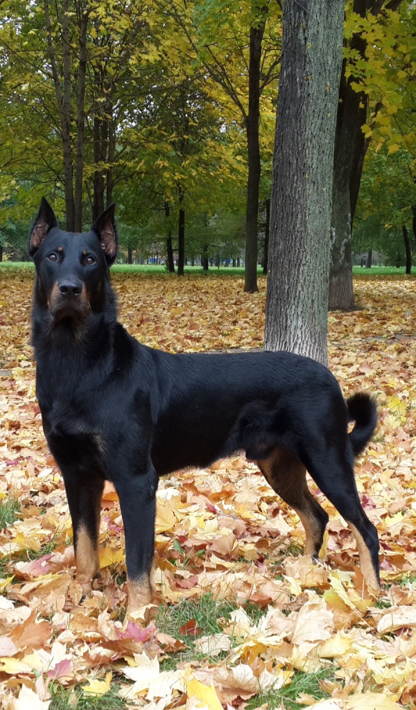 Красивый босерон в осеннем лесу