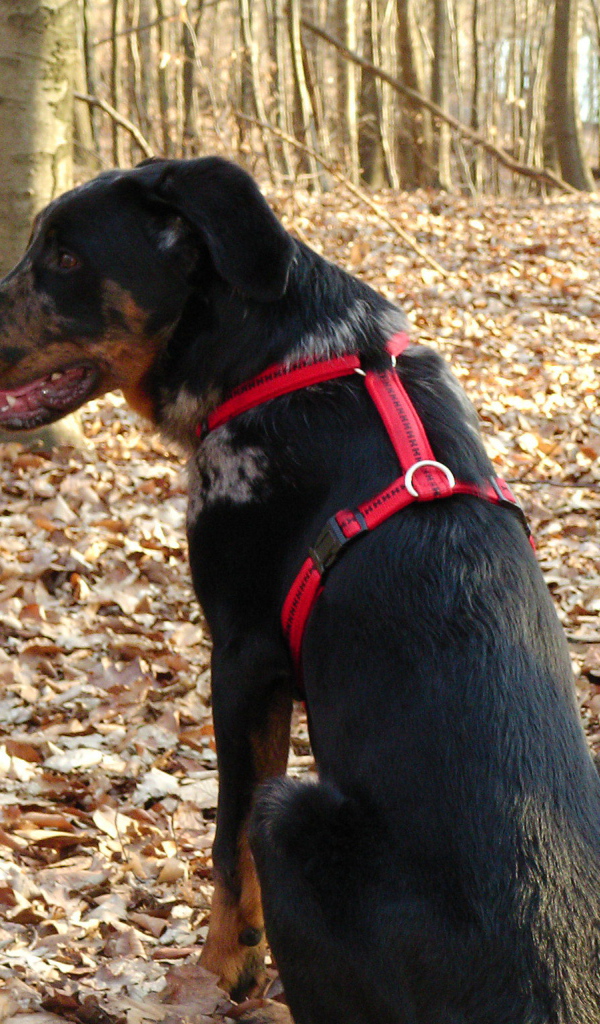 Босерон в осеннем лесу