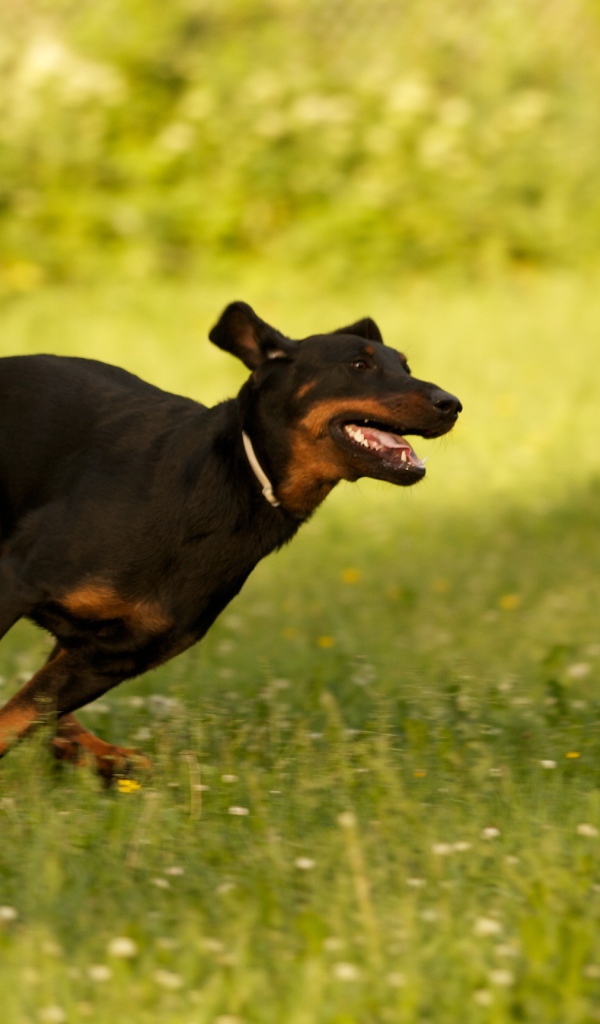 Босерон  бежит сломя голову
