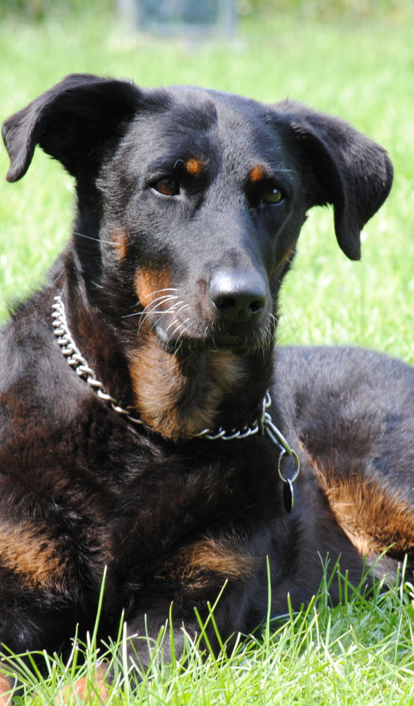 Красивый босерон лежит во дворе дома