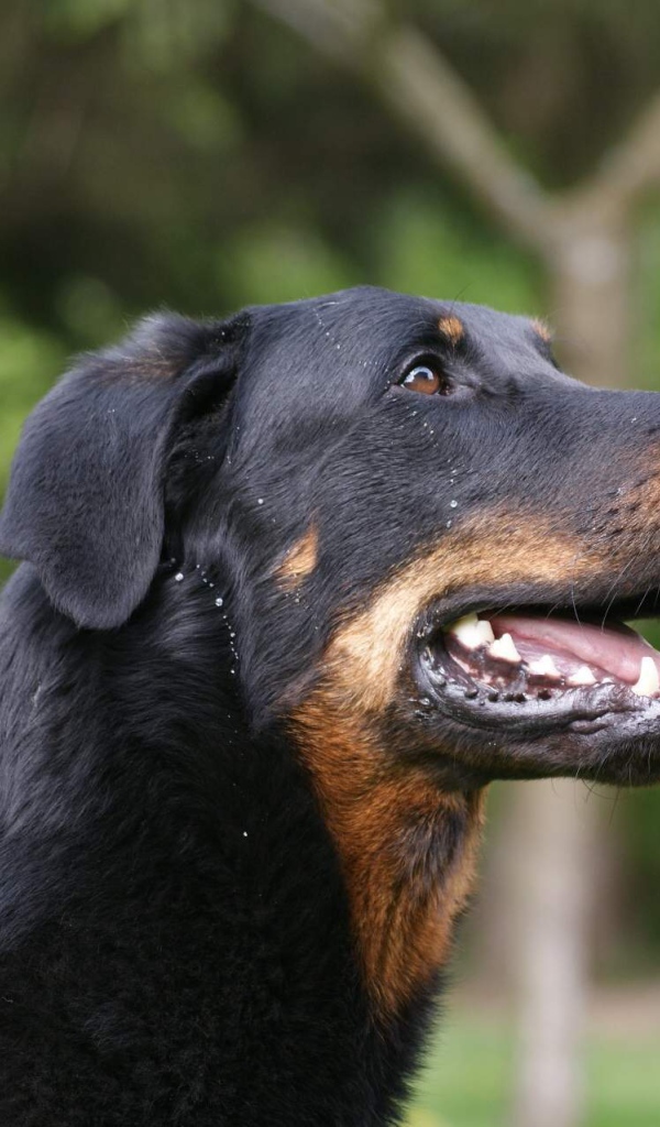 Босерон на фоне деревьев