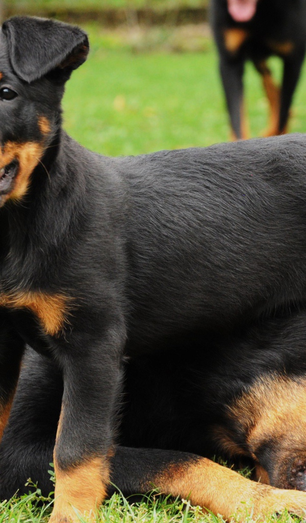 Щенок босерона и его мама