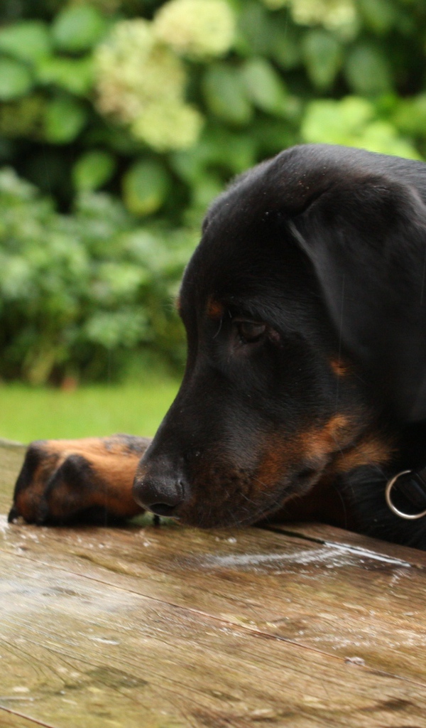 Щенок босерона что-то нашёл на столе