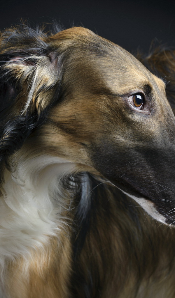 Красивая афганская борзая