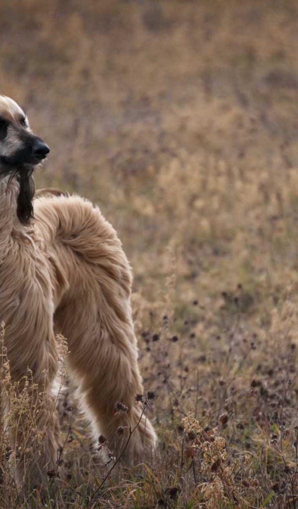 Красивая афганская борзая на природе