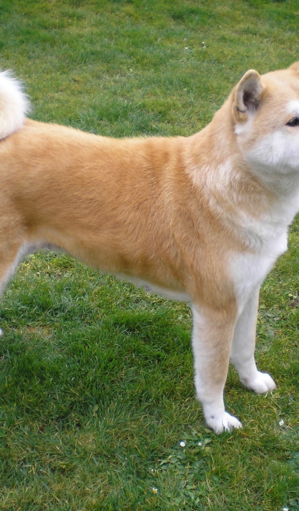 Красивая акита-ину на природе