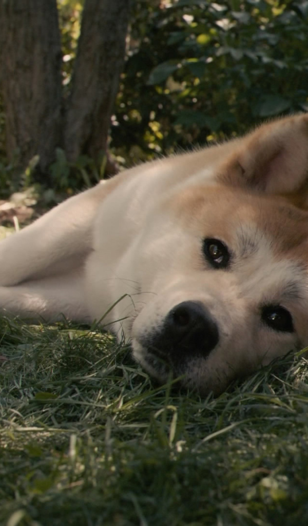 Красивая акита-ину лежит на траве