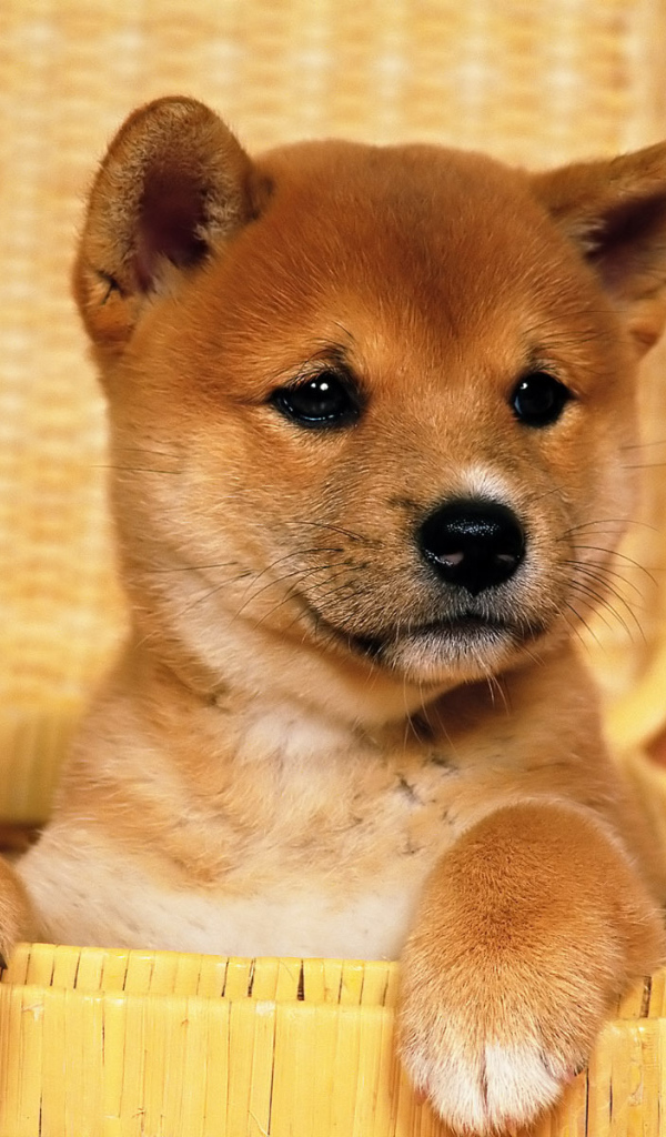 Красивый щенок акита-ину в корзине