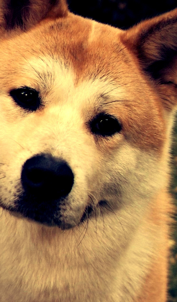 Красивая акита-ину улыбается