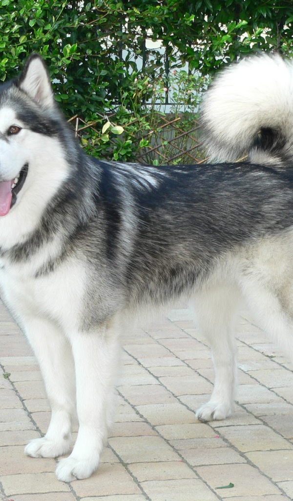 Красивый аляскинский маламут