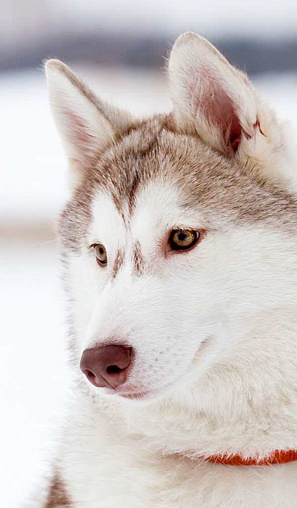 Красивый аляскинский маламут светлого окраса