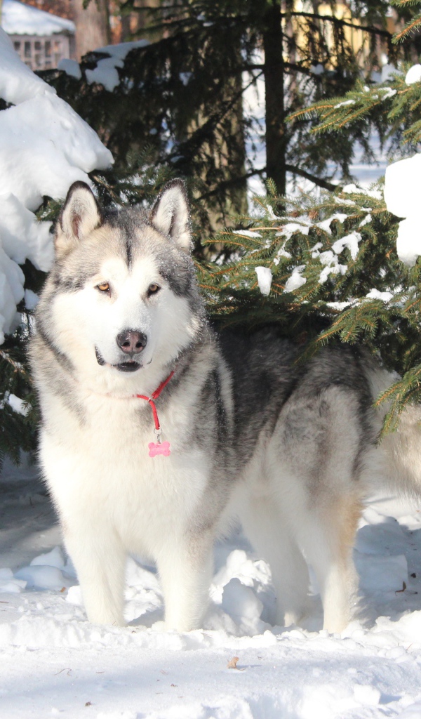 Красивый аляскинский маламут стоит в сугробе