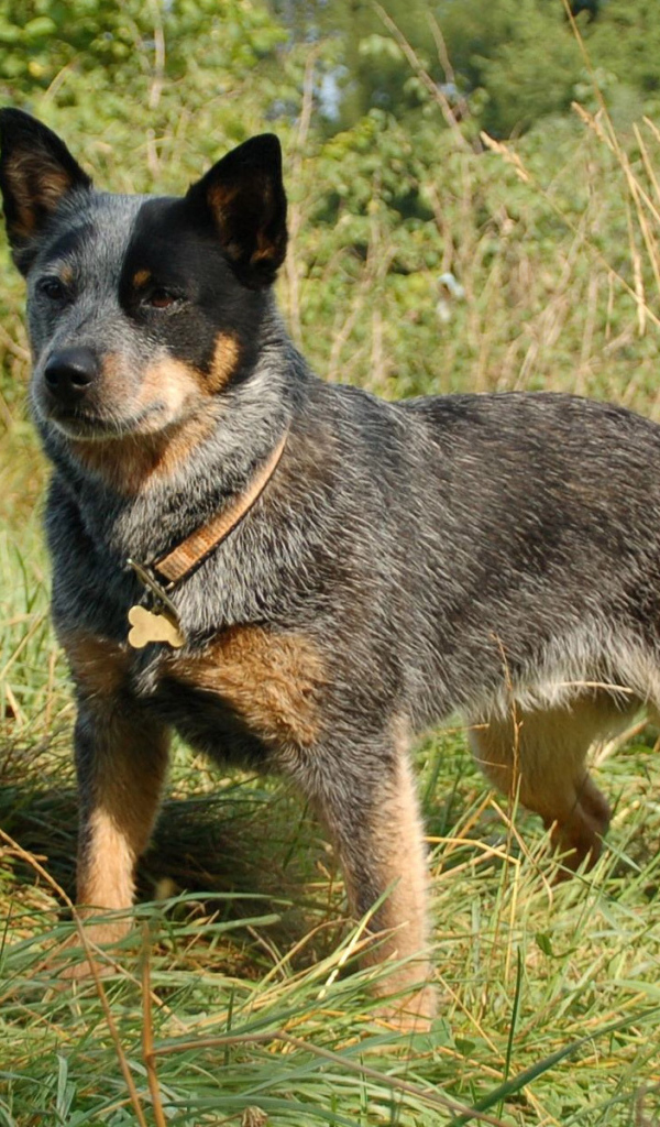 Красивая австралийская пастушья собака