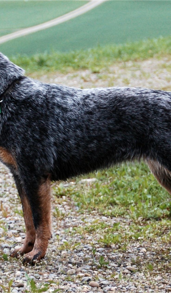 Красивая австралийская пастушья собака в стойке