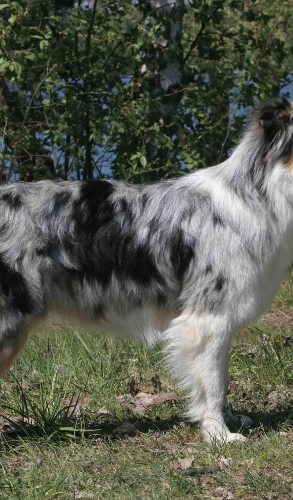 Красивая австралийская овчарка