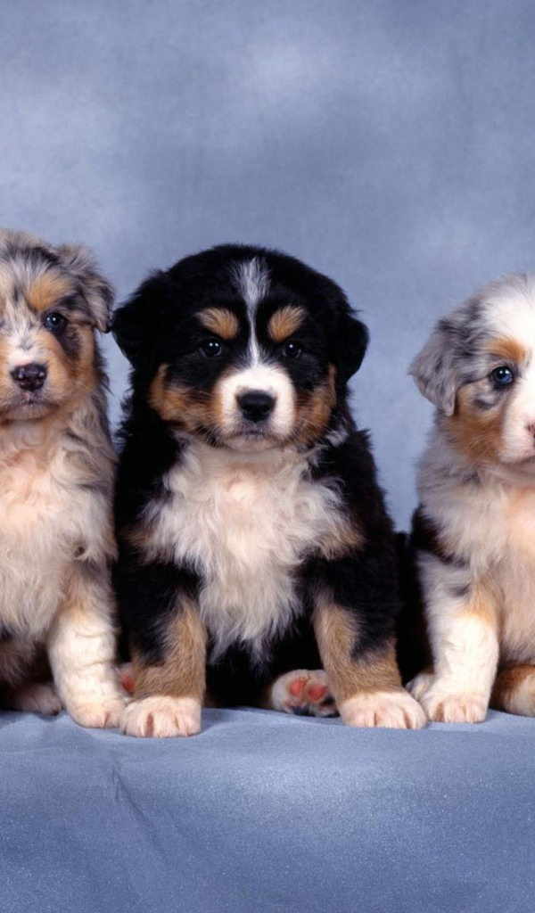 Красивые щенки австралийской овчарки