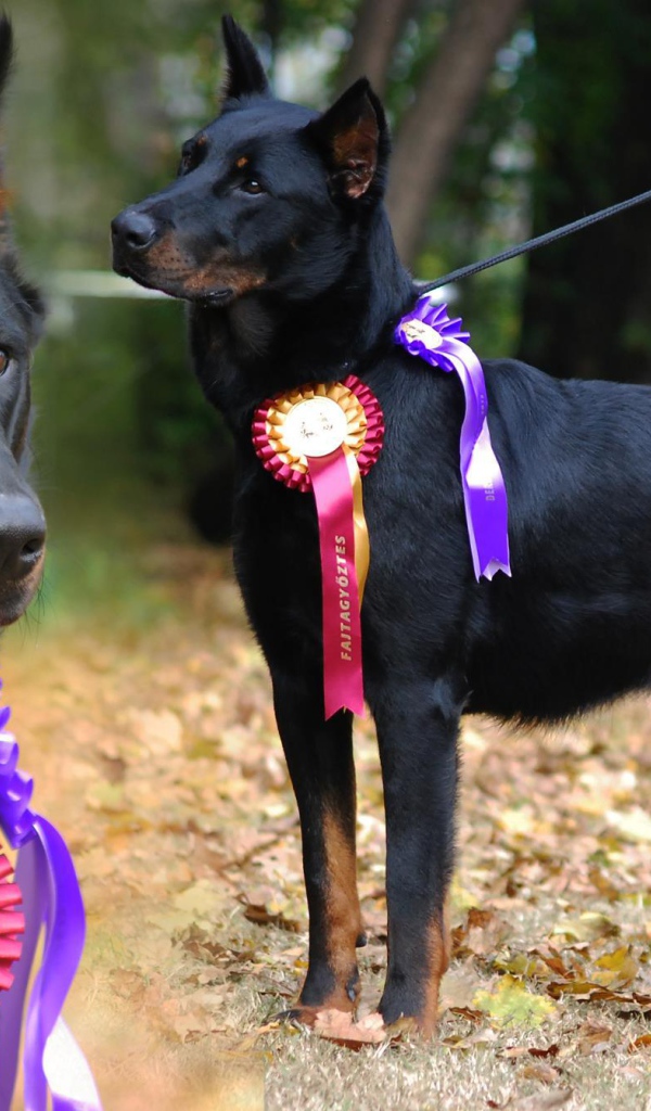 Красивый босерон  и его награды