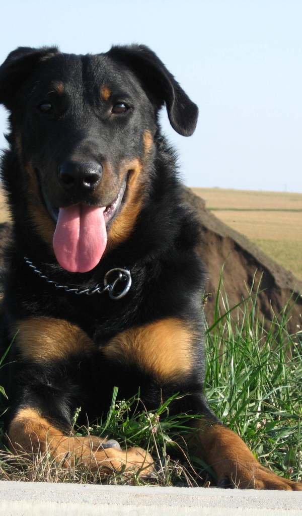 Красивый босерон лежит на фоне поля