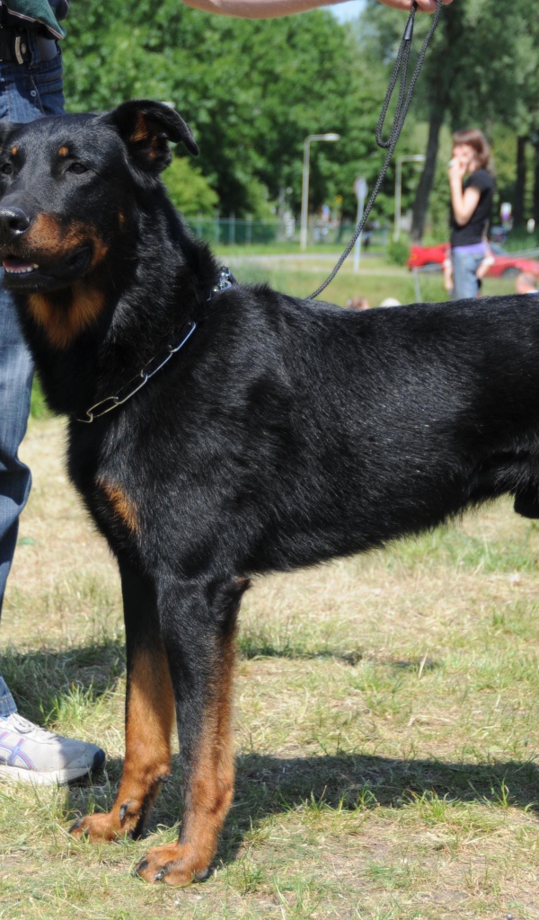 Красивый босерон и его хозяин