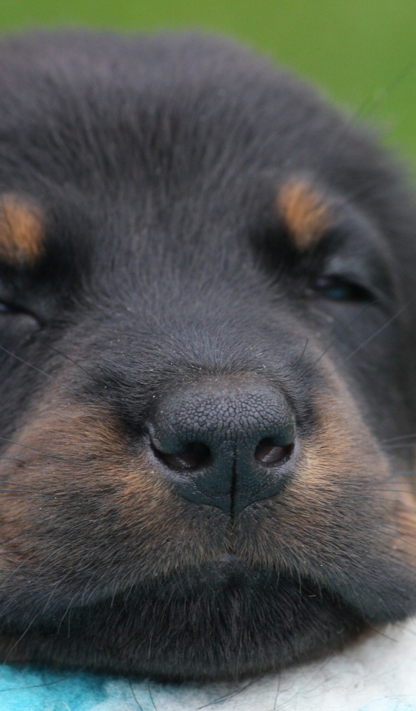 Красивый щенок босерона засыпает