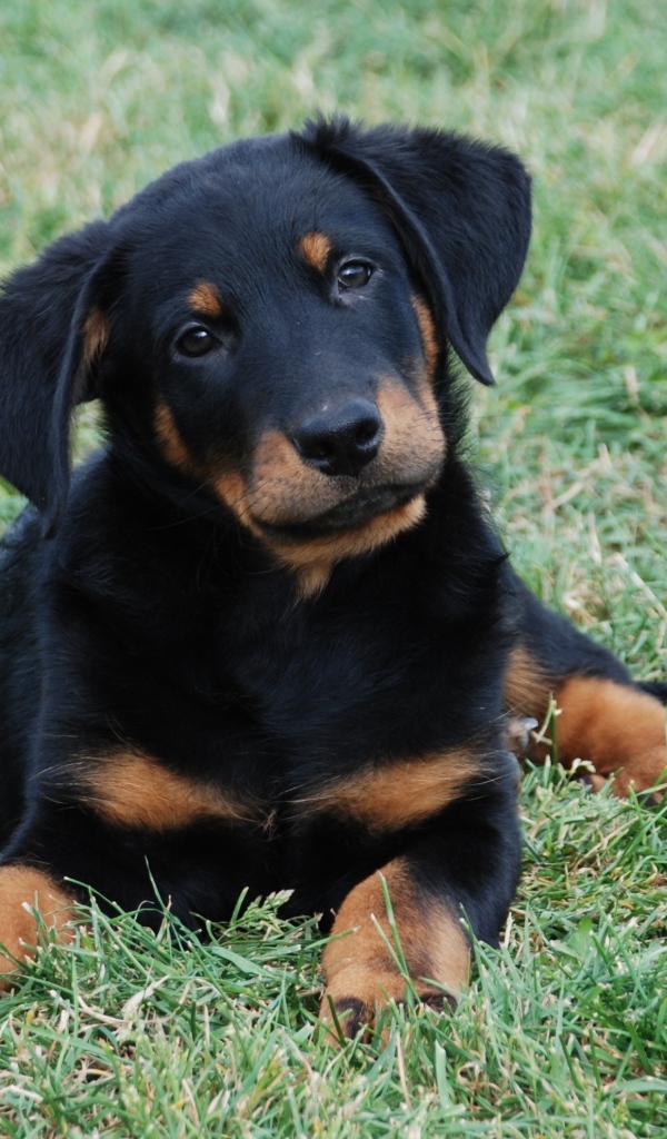 Красивый щенок босерона лежит на лужайке