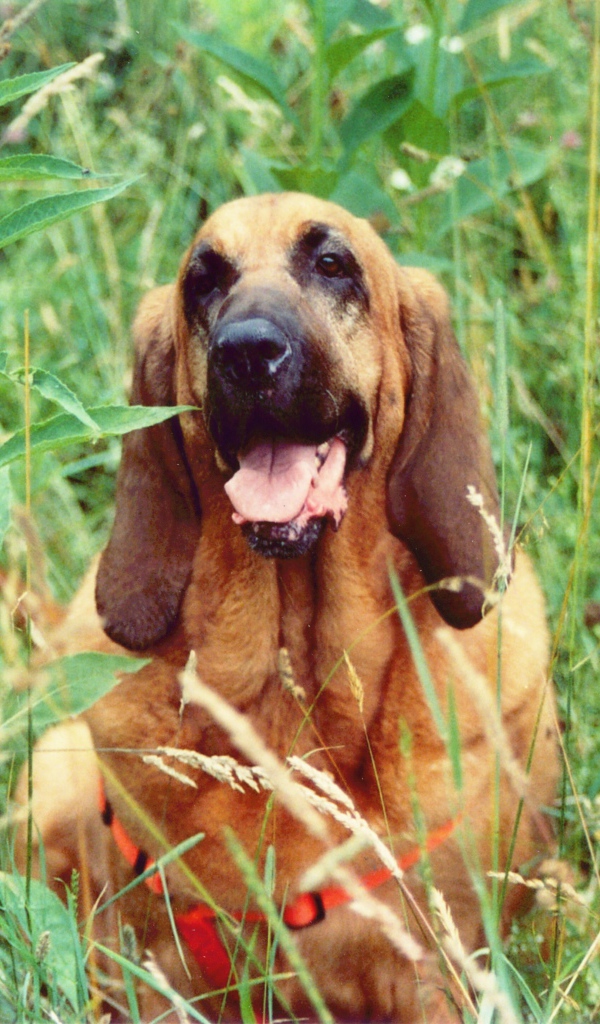 Красивый бладхаунд в высокой траве