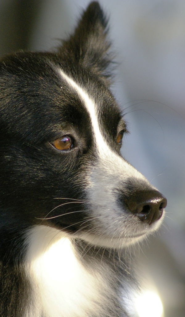 Красивая бордер-колли